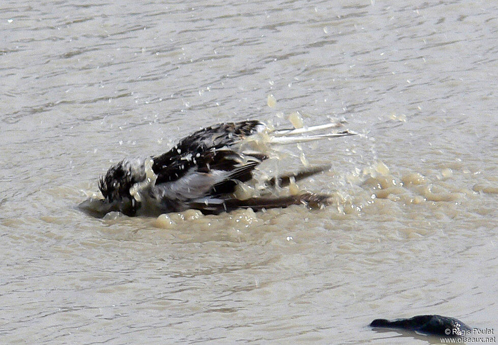 Snow Bunting male adult post breeding