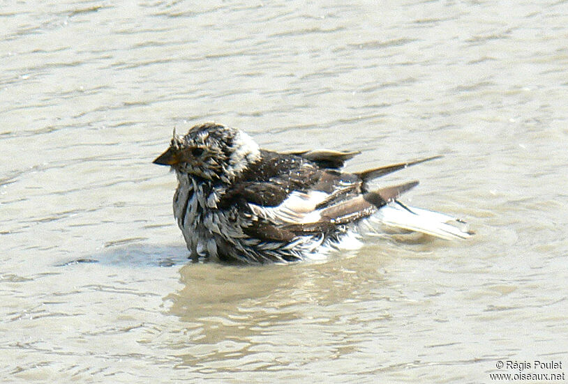 Bruant des neiges mâle adulte internuptial