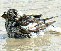 Snow Bunting