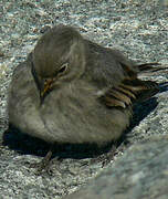 Snow Bunting