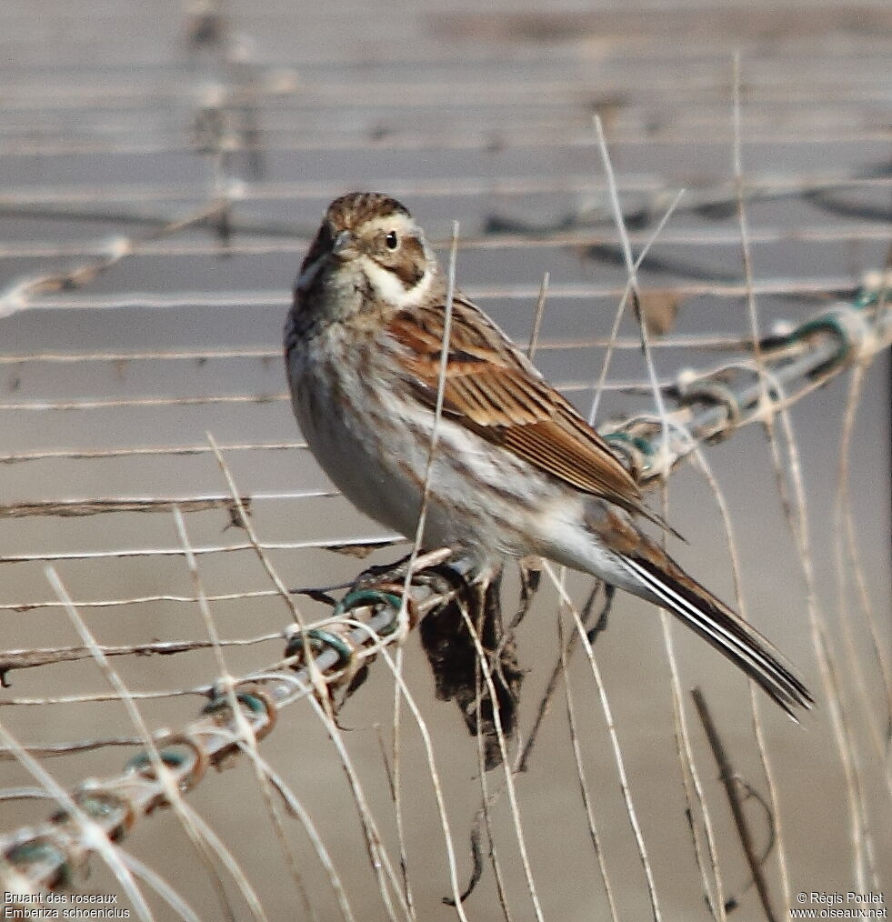 Common Reed Bunting male