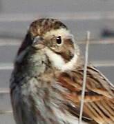 Common Reed Bunting