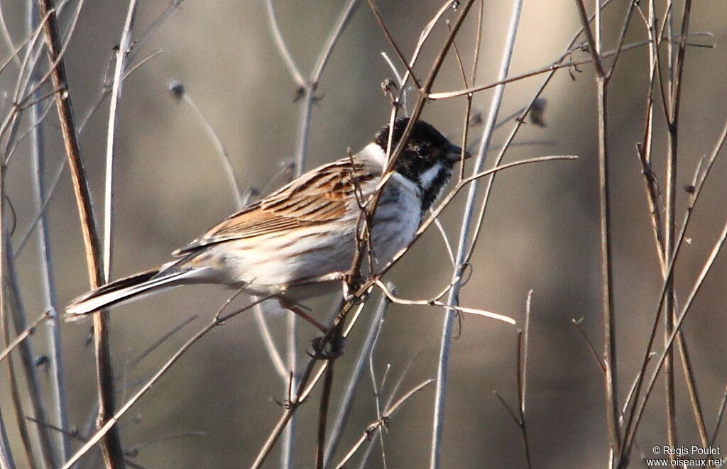 Common Reed Bunting male