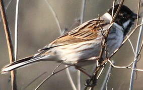 Common Reed Bunting