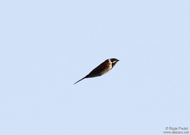 Common Reed Bunting male, Flight