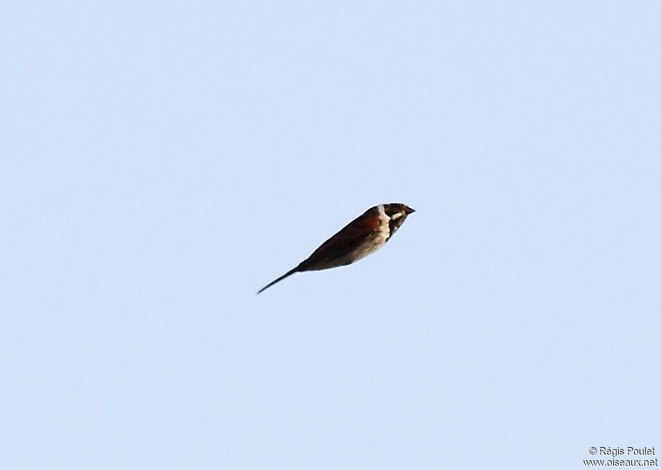 Common Reed Bunting male, Flight