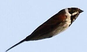 Common Reed Bunting