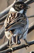 Common Reed Bunting