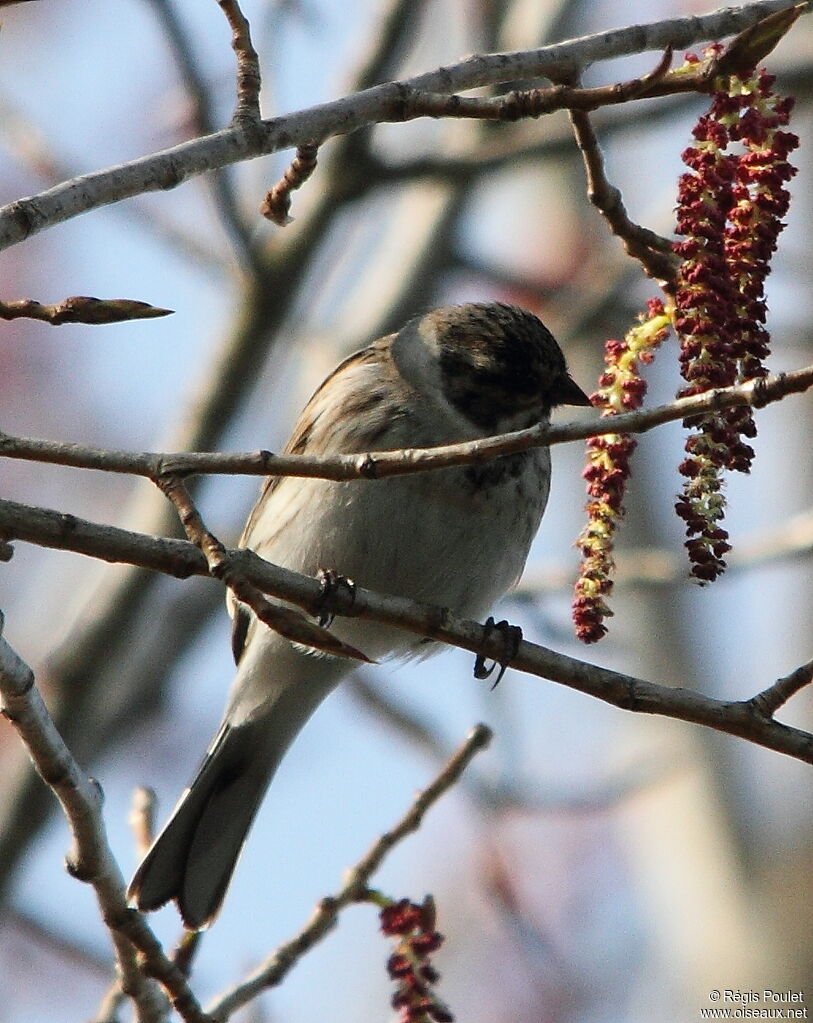 Common Reed Bunting male