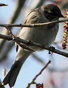 Common Reed Bunting