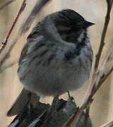 Common Reed Bunting