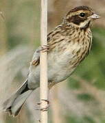 Common Reed Bunting