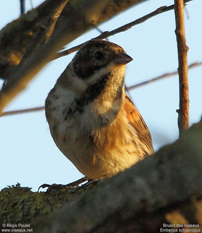 Common Reed Bunting