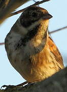 Common Reed Bunting