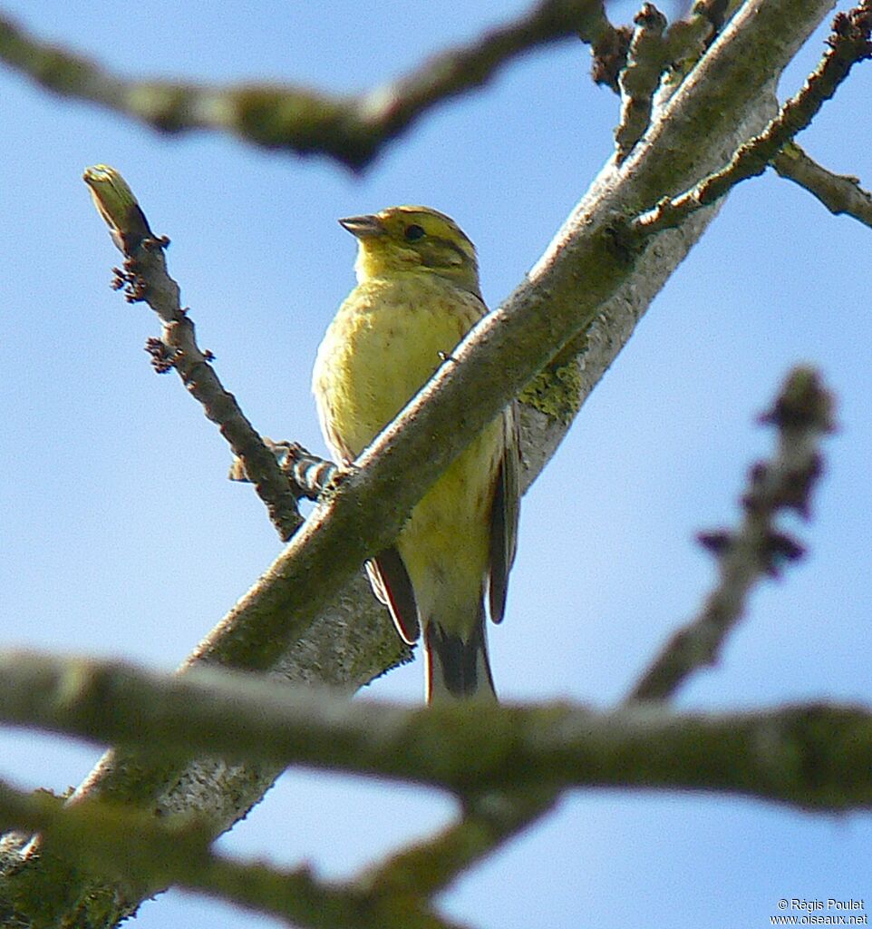 Yellowhammer male adult breeding