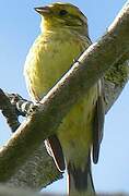 Yellowhammer