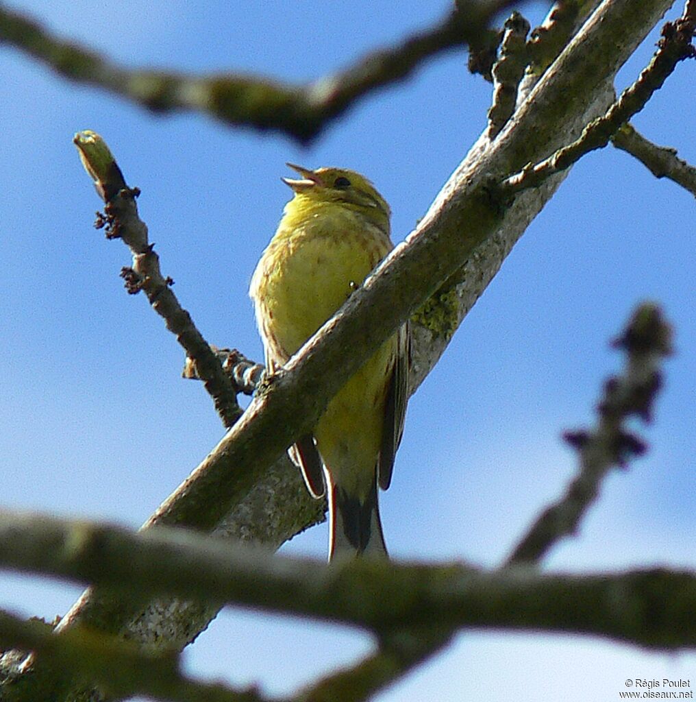 Bruant jaune mâle adulte nuptial