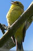 Yellowhammer