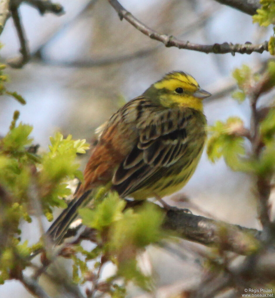 Yellowhammer male adult breeding