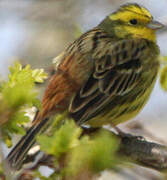 Yellowhammer