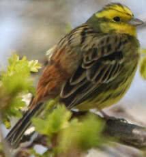 Bruant jaune