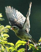 Yellowhammer