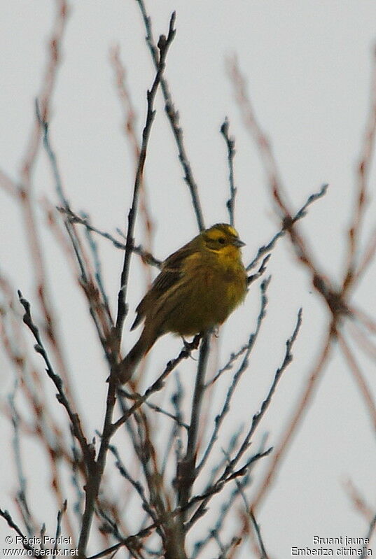 Bruant jaune mâle adulte