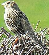 Corn Bunting