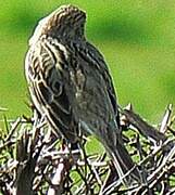 Corn Bunting