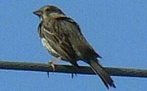 Corn Bunting