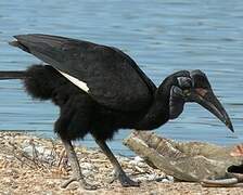 Abyssinian Ground Hornbill