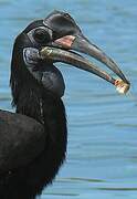 Abyssinian Ground Hornbill