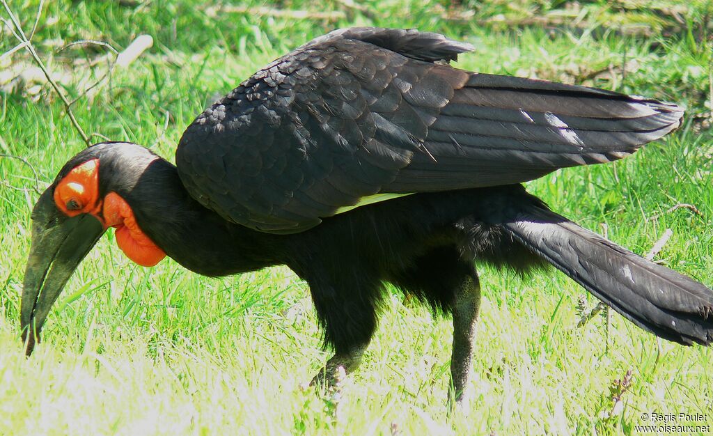 Southern Ground Hornbill