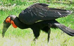 Southern Ground Hornbill