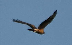 Montagu's Harrier