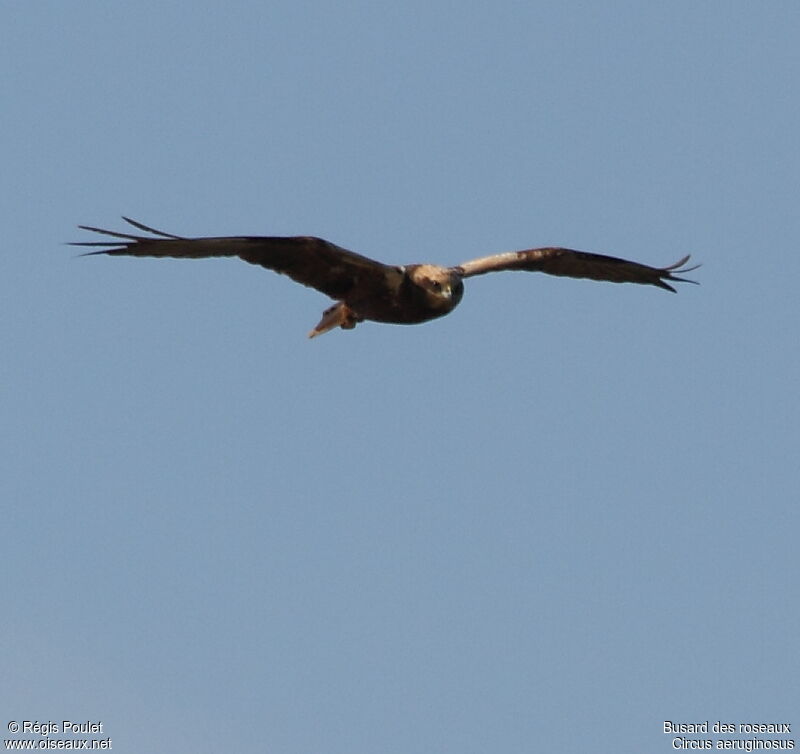 Western Marsh Harrier, Flight