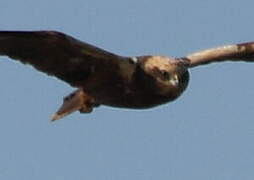 Western Marsh Harrier