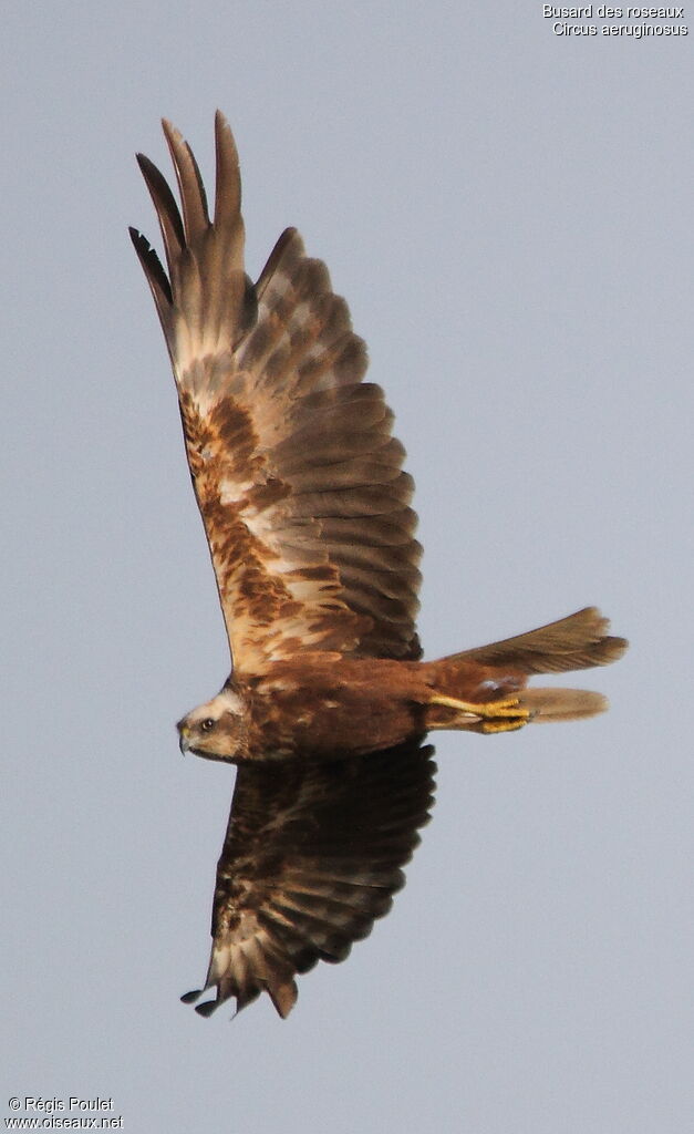 Western Marsh Harrier female adult, Flight