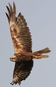 Western Marsh Harrier