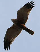 Western Marsh Harrier