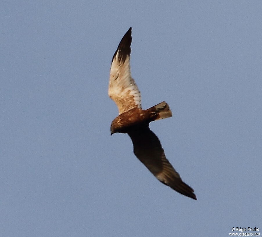 Western Marsh Harrier