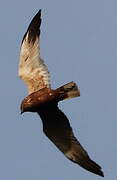 Western Marsh Harrier