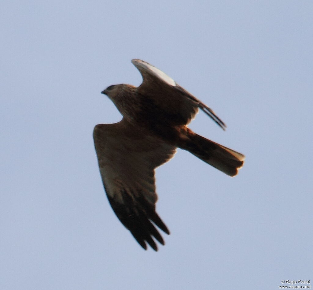 Western Marsh Harrier, Flight