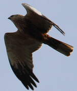 Western Marsh Harrier