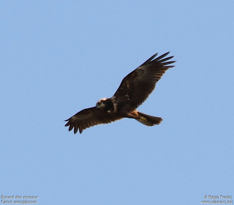 Western Marsh Harrier