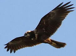 Western Marsh Harrier