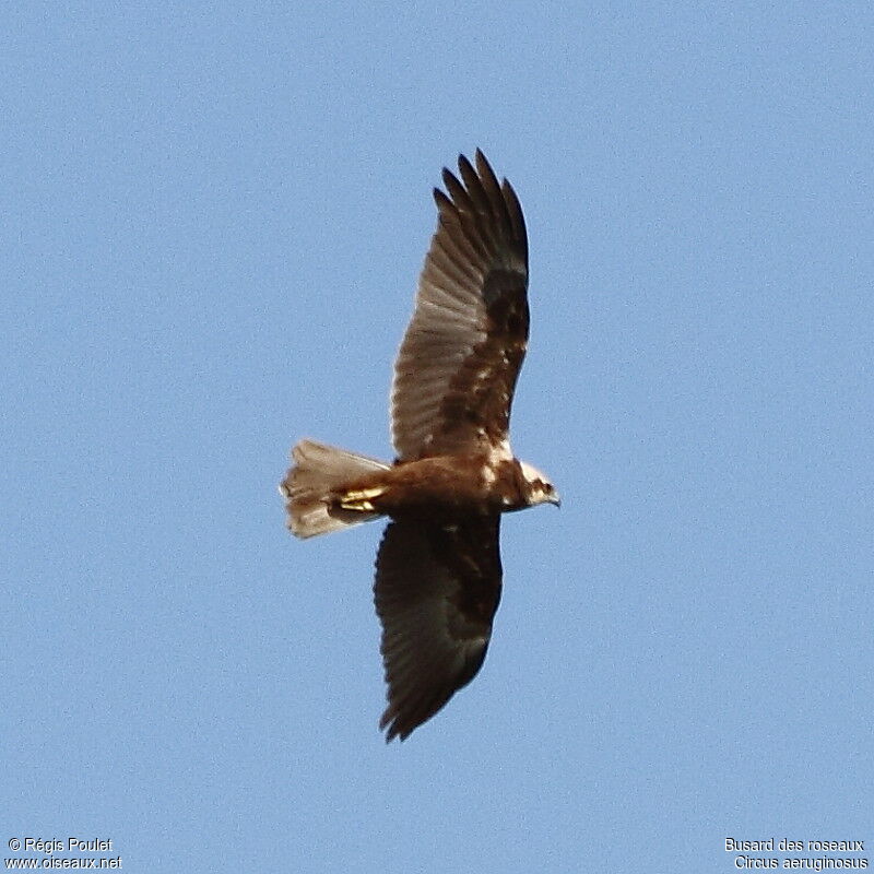 Western Marsh Harrier female adult, Flight