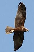 Western Marsh Harrier