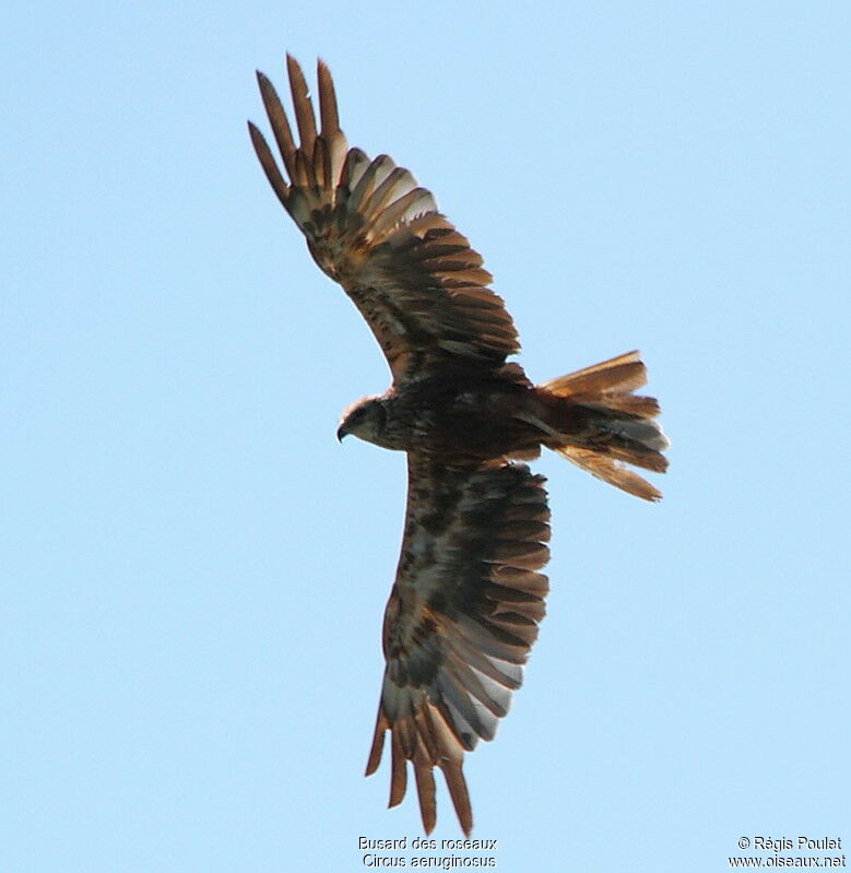 Western Marsh Harrier female adult, Flight