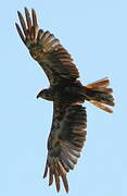 Western Marsh Harrier